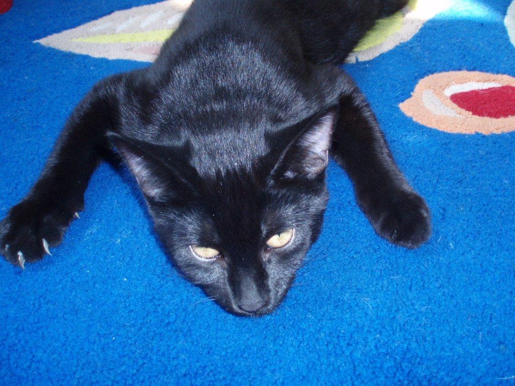 bella3