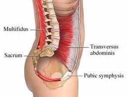 stomach side view